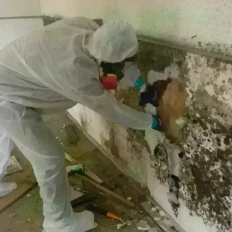 Mold Remediation and Removal in Casey, IL